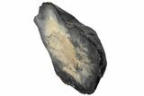 Mammoth Molar Slice With Case - South Carolina #99519-2